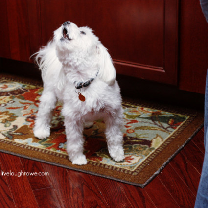 Parker having a howling good time as he waits for his ALPO dinner