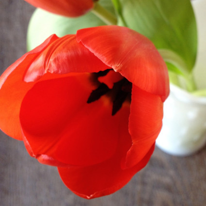 A Spring Favorite, Tulips.