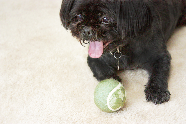 Buster with tropical ball for Petsmart with livelaughrowe.com