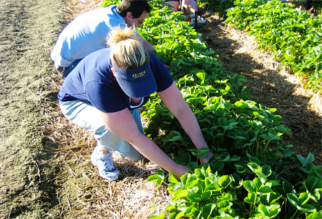 Rowes Strawberry Picking