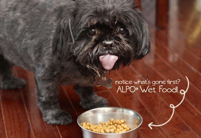 Buster enjoy the Alpo Wet Food