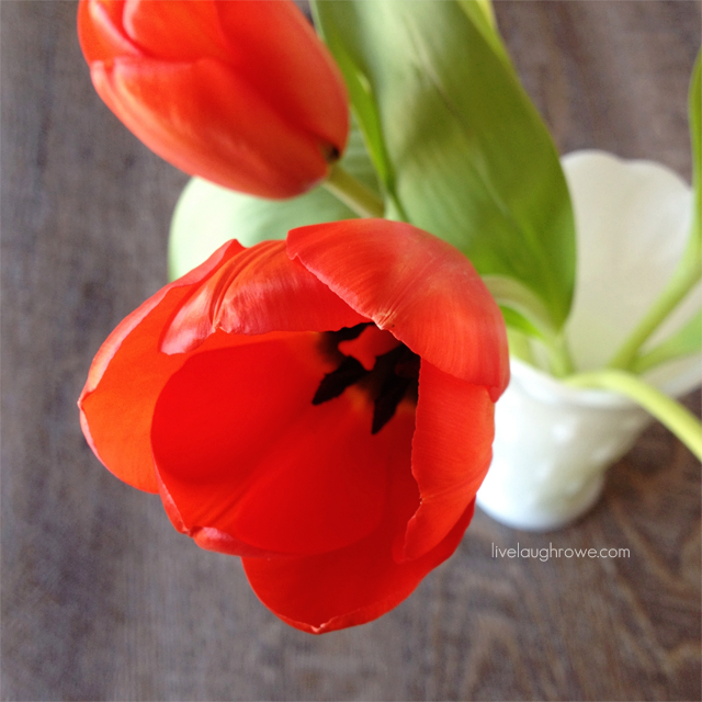 A Spring Favorite -- Tulips