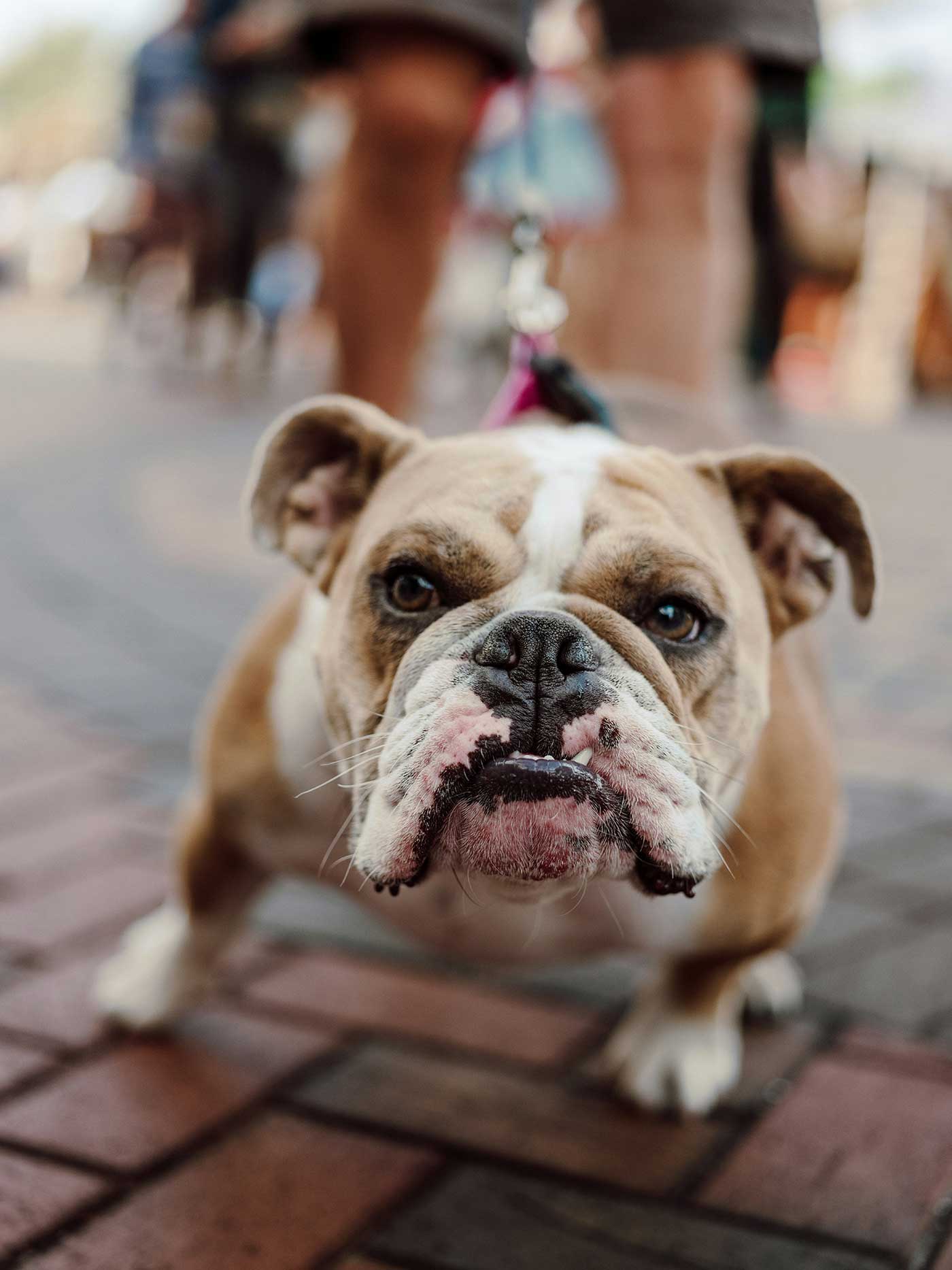 Bulldog on a leash standing on a brick sidewalk, highlighting walking pets as an easy way to add to your daily 10,000 steps