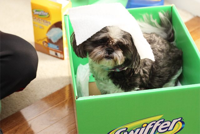 Swiffer. A pet owners "other" best friend! I love that I can keep my floors looking like new with the help of Swiffer. #swiffer effect