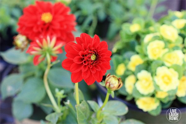 Tips For Planting Flowers In Pots