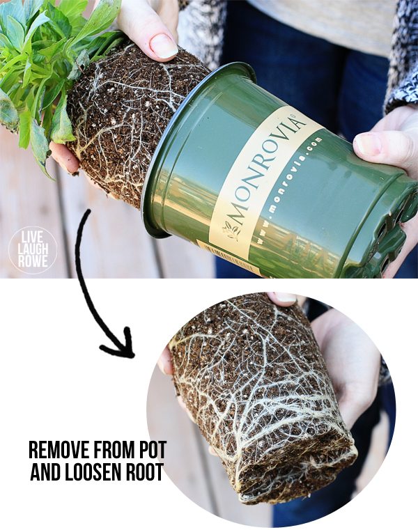 Tips for planting flowers in pots. Removing plant from pot and loosen root before planting. www.livelaughrowe.com