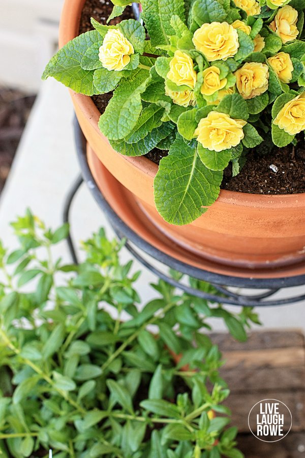 Tips for planting flowers in pots! I spent some time this weekend planting some beautiful Monrovia flowers. www.livelaughrowe.com