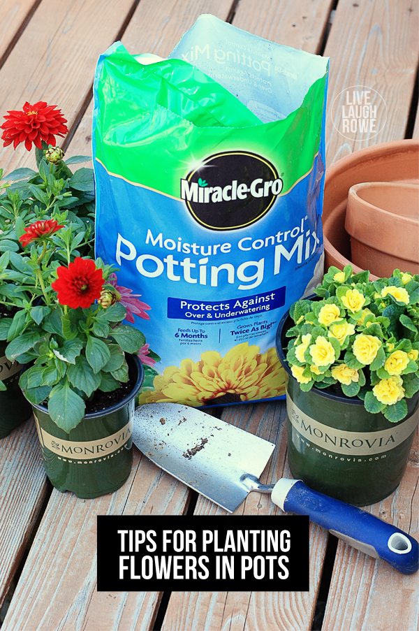 Tips for planting flowers in pots! I spent some time this weekend planting some beautiful Monrovia flowers. www.livelaughrowe.com