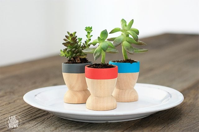 Adorable Mini Succulent Planters that make lovely favors or small gifts! Find out more at www.livelaughrowe.com