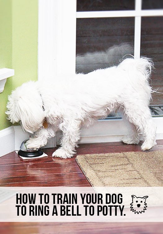 Using a bell to store potty train a puppy