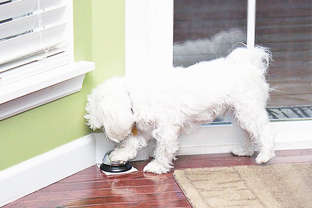 how to potty train a puppy with a bell