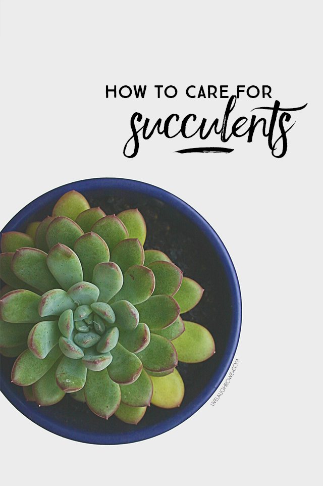 Looking to start a succulent garden? Here are some great tips on How to Care for Succulents. livelaughrowe.com