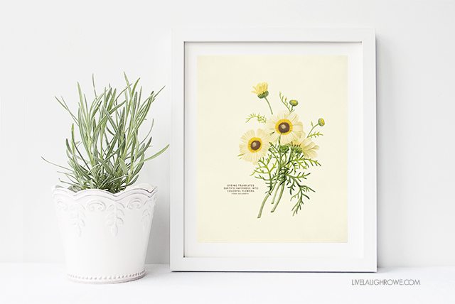 Vintage Botanical Prints are beautiful. Who doesn't love free printable wall art too? These vintage inspired Spring prints would make a great addition to your spring decor by placing them on a table or hanging them on your wall. livealughrowe.com