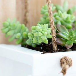 This Rustic Hanging Gutter Planter is a perfect home for Succulents! Find the tutorial at livelaughrowe.com