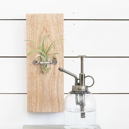 A DIY Air Plant Hanger that is great to display air plants throughout your home. livelaughrowe.com