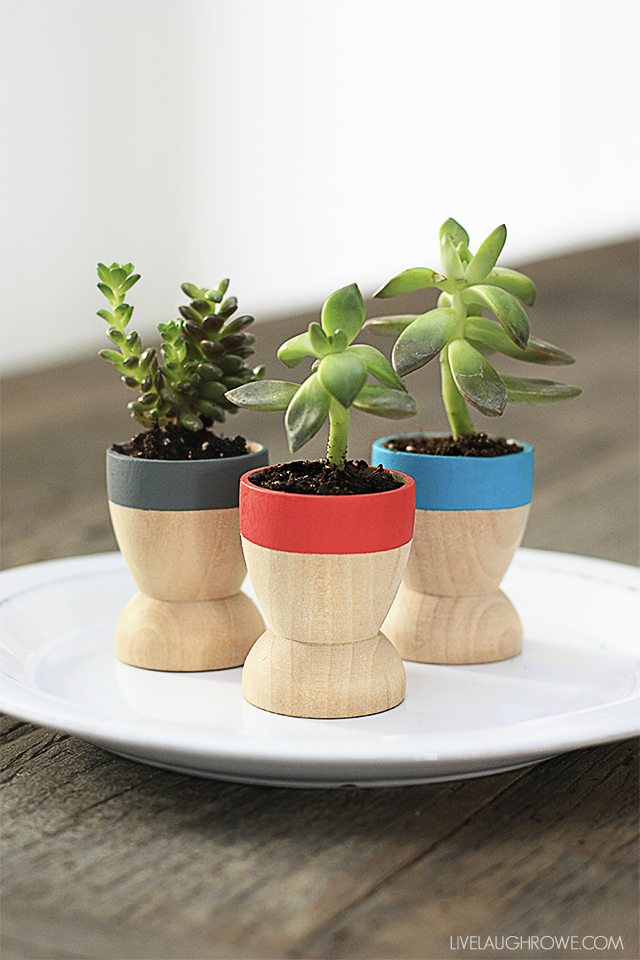 Adorable Mini Succulent Planters that make lovely favors or small gifts! Find out more at www.livelaughrowe.com