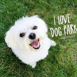 Unleash the joy at your local dog parks! Sharing the benefits for both dogs and owner. livelaughrowe.com