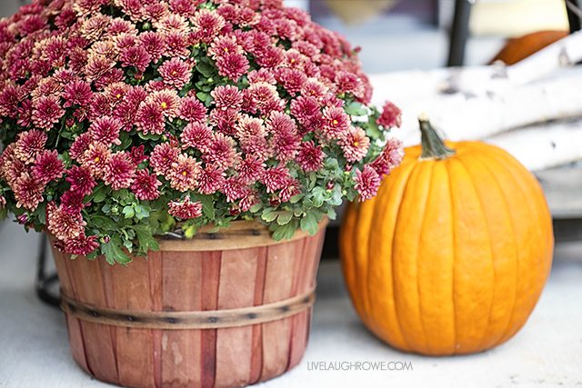  Fall Front Porch Decor to inspire you! Colorful Pumpkins, Corn Husks and a lovely sitting area. livelaughrowe.com