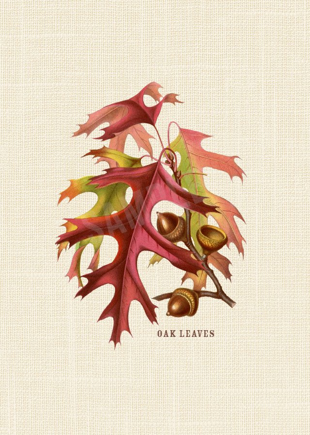 Add a little festive charm to you fall decor with this oak acorns and leaves printable. livelaughrowe.com