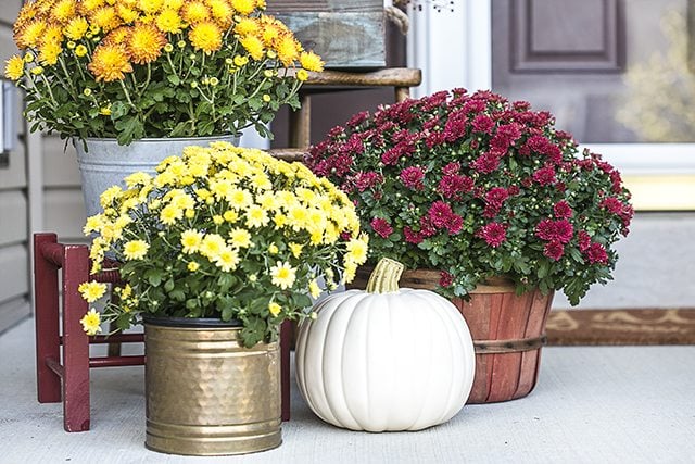 I love to fill my front porch with colorful mums -- the burgundy and yellows add such vibrant fall colors. livelaughrowe.com