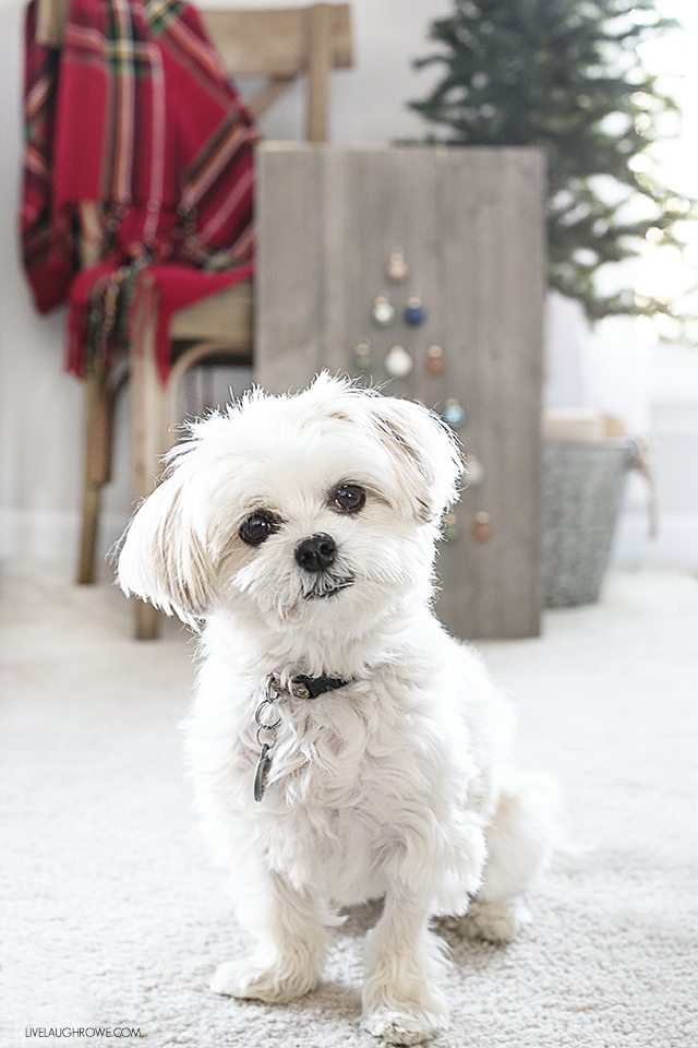 rustic-shiplap-ornament-display-bella-boo-photo-bomb