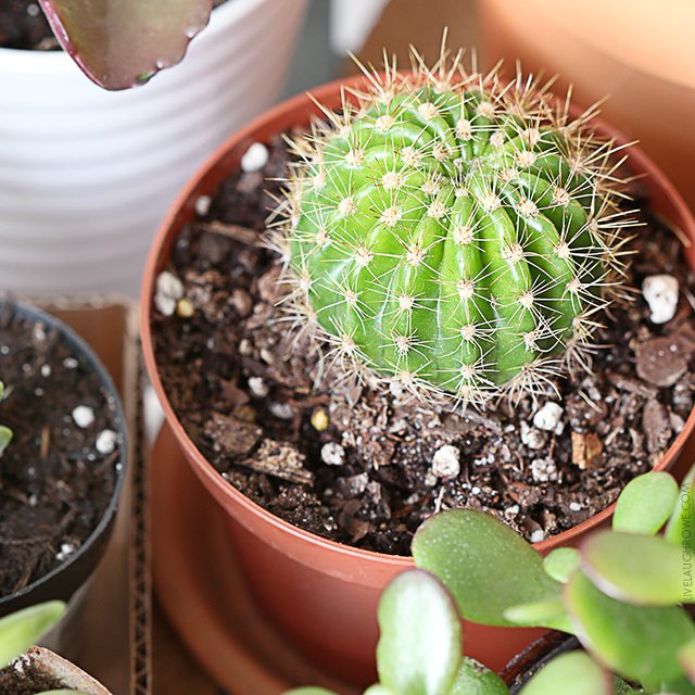 How to Pot a Large Cactus - Life Love Larson