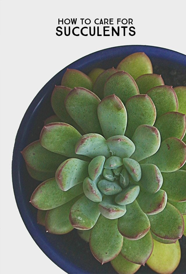 Looking to start a succulent garden? Here are some great tips on How to Care for Succulents. livelaughrowe.com