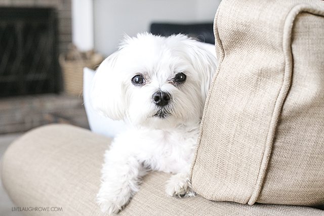 Custom slipcover that is durable, washable and pet friendly! They add a warmth to this cozy space as well. livelaughrowe.com