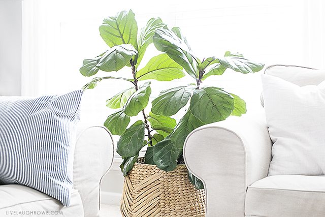 The fiddle leaf fig tree is a perfect indoor plant that is a low maintenance plant with beautiful large leaves. Widely used among interior design settings, this is a must-have piece! livelaughrowe.com