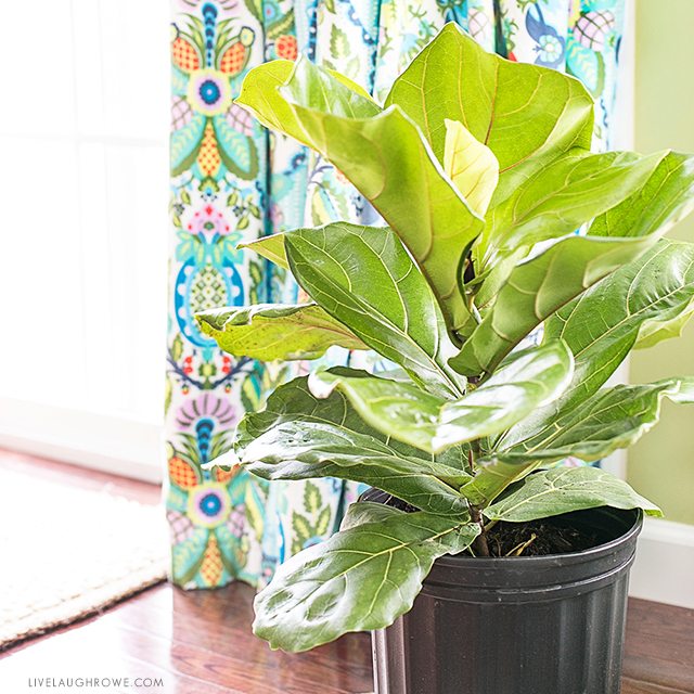 The fiddle leaf fig tree is a perfect indoor plant that is a low maintenance plant with beautiful large leaves. Widely used among interior design settings, this is a must-have piece! livelaughrowe.com