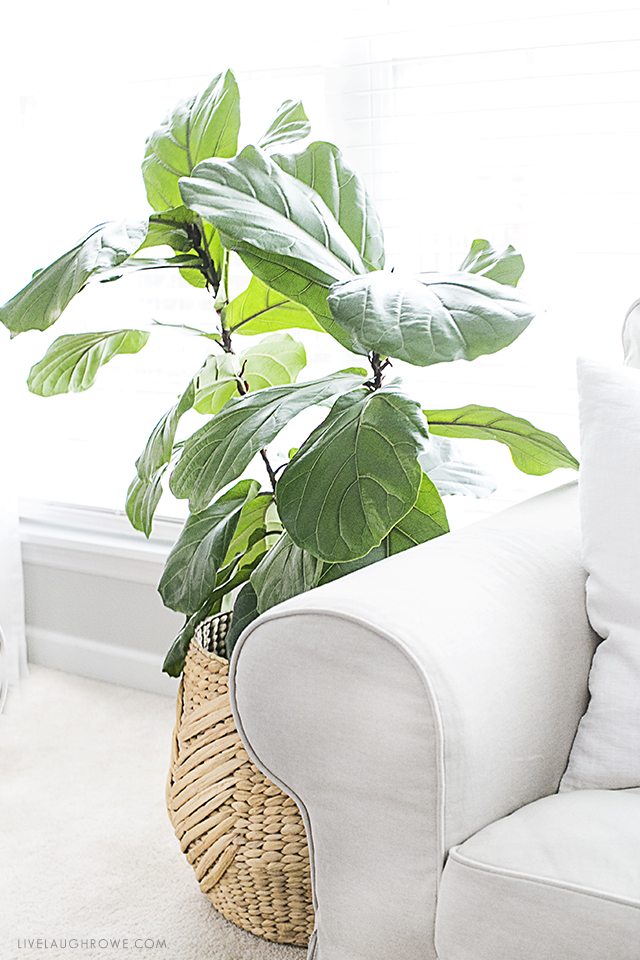 The fiddle leaf fig tree is a perfect indoor plant that is a low maintenance plant with beautiful large leaves. Widely used among interior design settings, this is a must-have piece! livelaughrowe.com