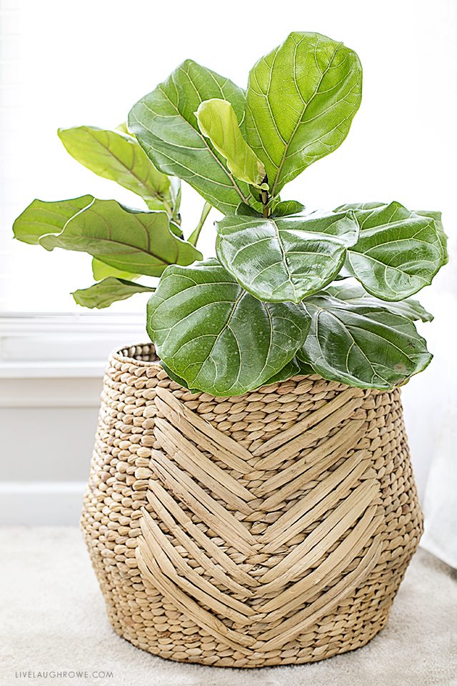 Fiddle Leaf Fig Tree | Tips for Care - Live Laugh Rowe