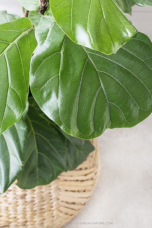 The fiddle leaf fig tree is a perfect indoor plant that is a low maintenance plant with beautiful large leaves. Widely used among interior design settings, this is a must-have piece! livelaughrowe.com