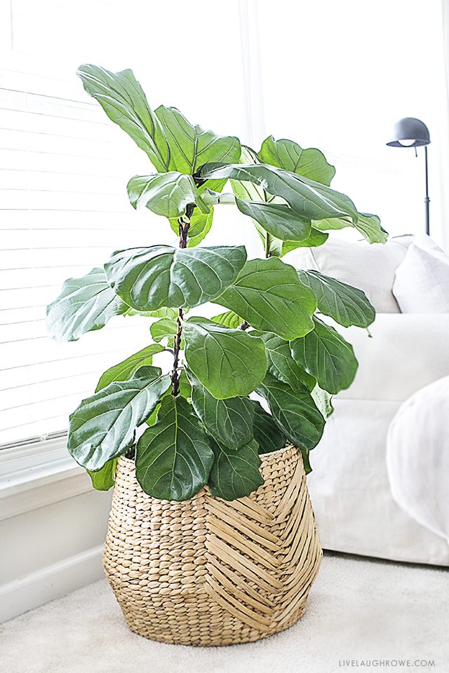 The fiddle leaf fig tree is a perfect indoor plant that is a low maintenance plant with beautiful large leaves. Widely used among interior design settings, this is a must-have piece! livelaughrowe.com