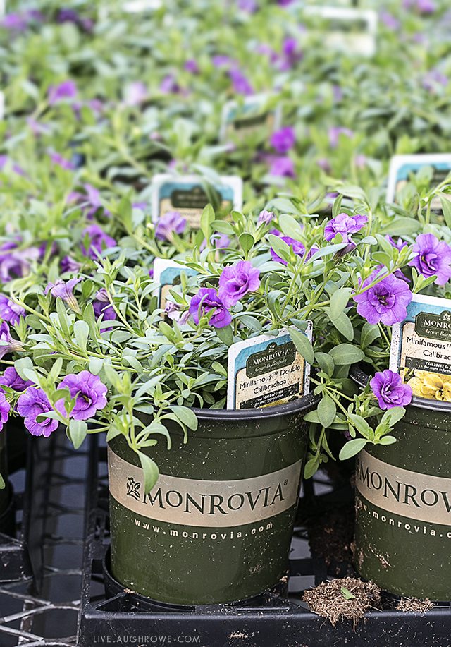 Simple Ways to Add Color to Your Back Porch. Let's start with colorful flowers -- find more at livelaughrowe.com