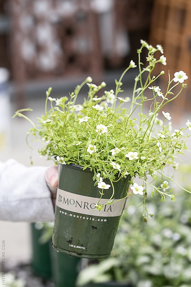 Simple Ways to Add Color to Your Back Porch. Let's start with colorful flowers -- find more at livelaughrowe.com