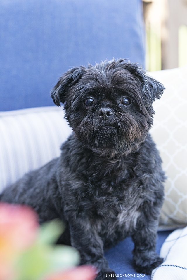 Buster Brown. Saying Goodbye. Pet Loss