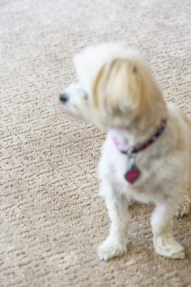 The Best Pet-Friendly Carpet