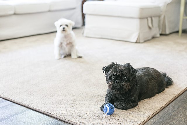 AWESOME Pet Friendly Carpet!! No moisture absorption with a spill and spoil shield for quick cleanup. Learn more at livelaughrowe.com