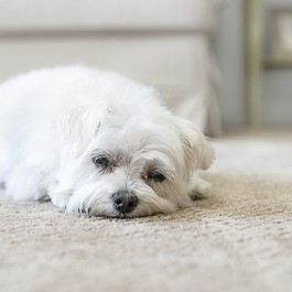 AWESOME Pet Friendly Carpet!! No moisture absorption with a spill and spoil shield for quick cleanup. Learn more at livelaughrowe.com