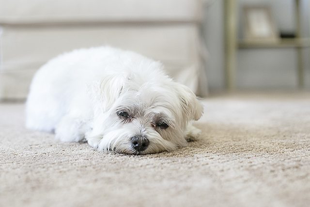 AWESOME Pet Friendly Carpet!! No moisture absorption with a spill and spoil shield for quick cleanup. Learn more at livelaughrowe.com