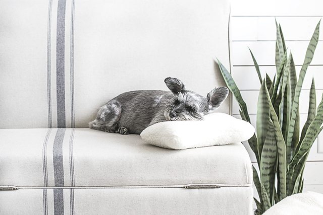 pet-friendly-decor-used-in-a-space-for-the-cutest-dogs