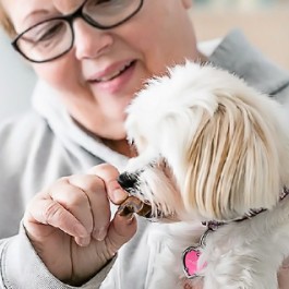 Five great tips to keep your dog in tip-top shape! livelaughrowe.com