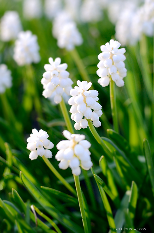 Beautiful white flowers in spring!