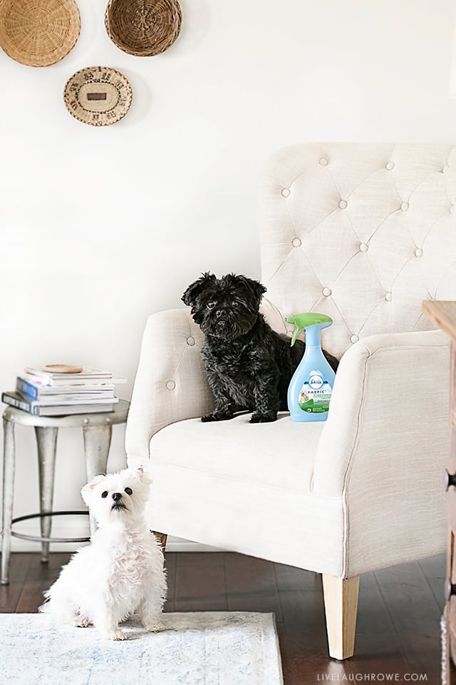 As long time dog owners, I'm sharing some tips on How to Keep Your House Clean with Dogs. More details at livelaughrowe.com.