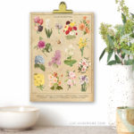Beautiful Vintage Inspired 8x10 Botanical Spring Flowers Printable. Print one for you and a friend at livelaughrowe.com. #springprintable #botanical
