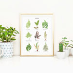 Looking for some beautiful fern wall art to add to your home decor? This complimentary Fern Botanical Print has a subtle beauty to it and can compliment any style. Print yours at livelaughrowe.com
