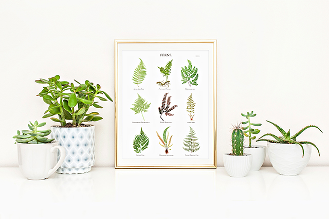 Fern Botanical Print | Free 8x10 - Live Laugh Rowe