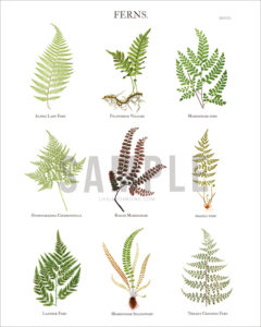 Fern Botanical Print | Free 8x10 - Live Laugh Rowe