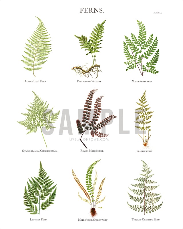 Looking for some beautiful fern wall art to add to your home decor? This complimentary Fern Botanical Print has a subtle beauty to it and can compliment any style. Print yours at livelaughrowe.com